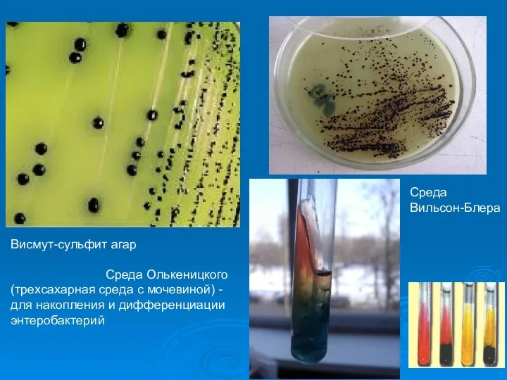 Висмут-сульфит агар Среда Олькеницкого (трехсахарная среда с мочевиной) -для накопления и дифференциации энтеробактерий Среда Вильсон-Блера