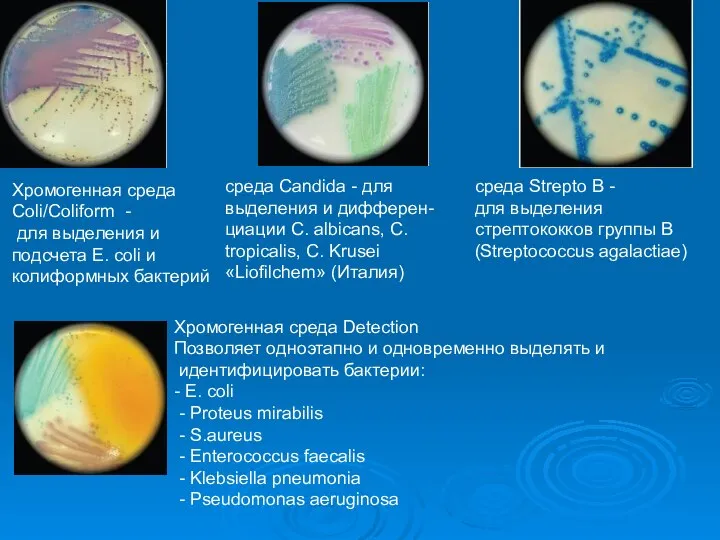 Среды питательные среда Candida - для выделения и дифферен- циации C.