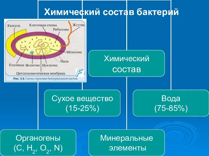 Химический состав бактерий