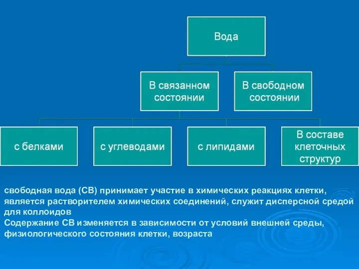 свободная вода (СВ) принимает участие в химических реакциях клетки, является растворителем