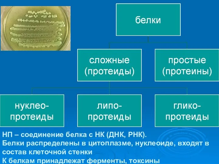 НП – соединение белка с НК (ДНК, РНК). Белки распределены в