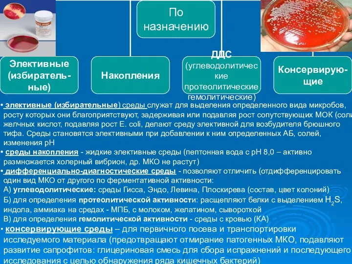 элективные (избирательные) среды служат для выделения определенного вида микробов, росту которых