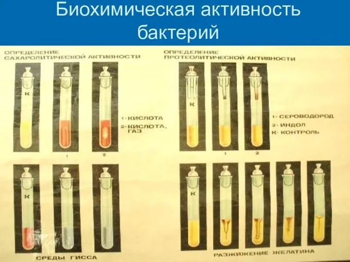 Биохимическая активность бактерий