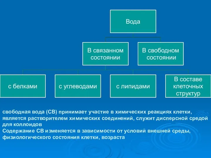 свободная вода (СВ) принимает участие в химических реакциях клетки, является растворителем