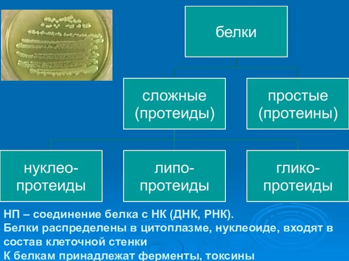 НП – соединение белка с НК (ДНК, РНК). Белки распределены в