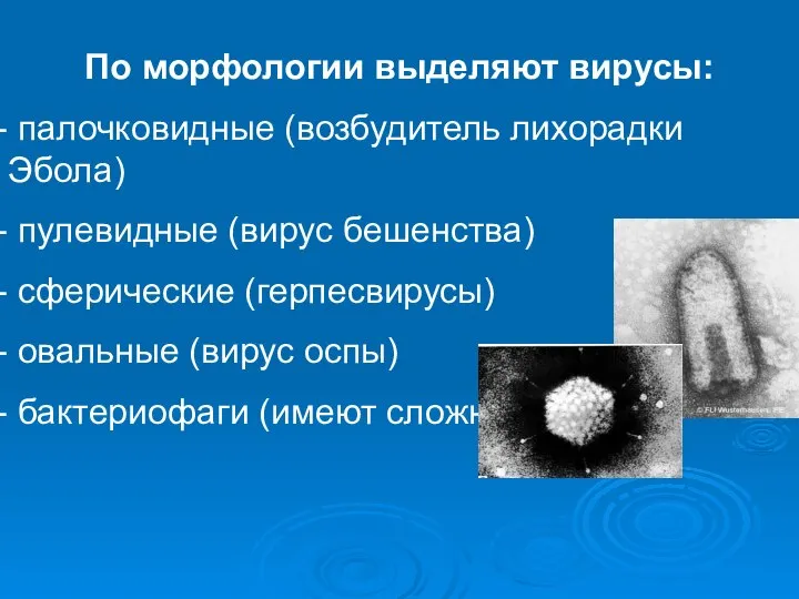 По морфологии выделяют вирусы: палочковидные (возбудитель лихорадки Эбола) пулевидные (вирус бешенства)