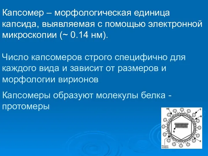 Капсомер – морфологическая единица капсида, выявляемая с помощью электронной микроскопии (~