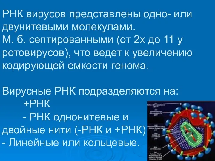 РНК вирусов представлены одно- или двунитевыми молекулами. М. б. септированными (от