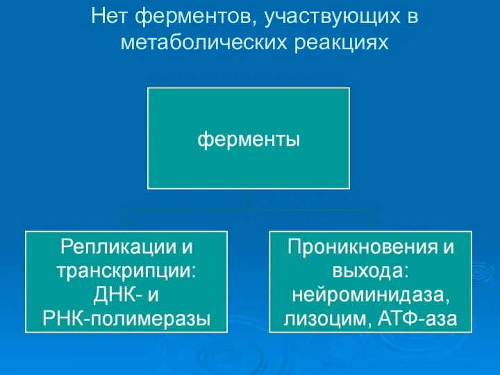 Нет ферментов, участвующих в метаболических реакциях