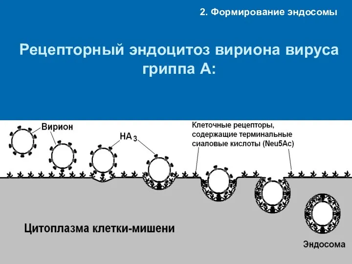 Рецепторный эндоцитоз вириона вируса гриппа А: 2. Формирование эндосомы