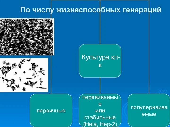 По числу жизнеспособных генераций