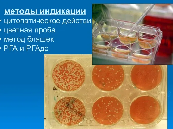 методы индикации цитопатическое действие цветная проба метод бляшек РГА и РГАдс