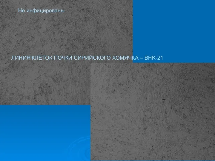 Не инфицированы ЛИНИЯ КЛЕТОК ПОЧКИ СИРИЙСКОГО ХОМЯЧКА – BHK-21