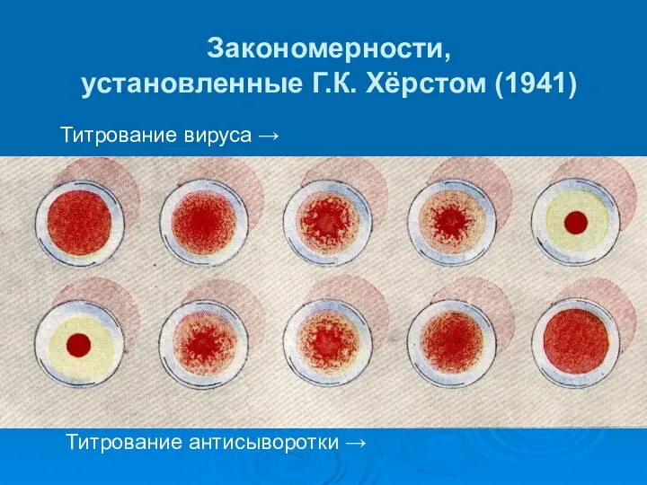 Закономерности, установленные Г.К. Хёрстом (1941) Титрование вируса → Титрование антисыворотки →