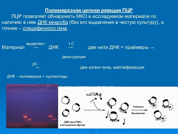 Полимеразная цепная реакция ПЦР ПЦР позволяет обнаружить МКО в исследуемом материале