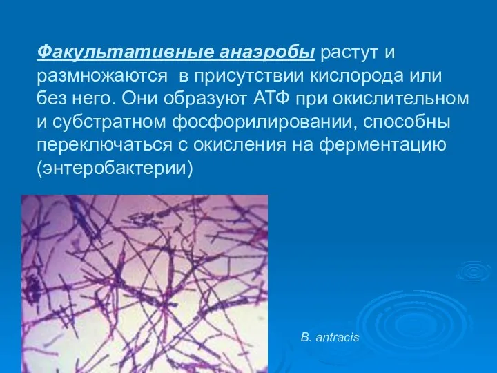 Факультативные анаэробы растут и размножаются в присутствии кислорода или без него.