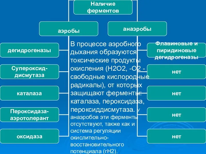 В процессе аэробного дыхания образуются токсические продукты окисления (H2O2, -О2 -