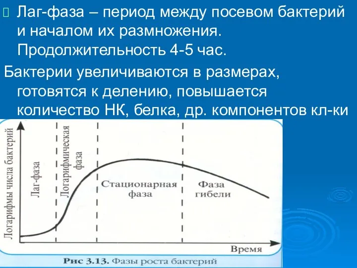 Лаг-фаза – период между посевом бактерий и началом их размножения. Продолжительность