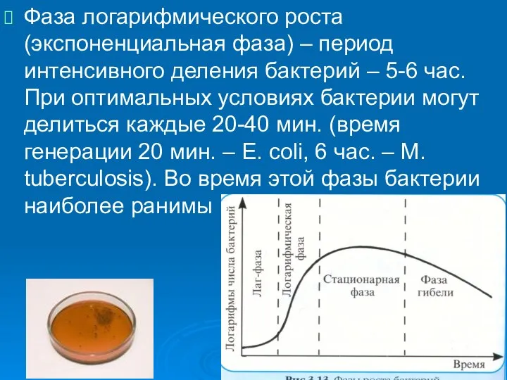 Фаза логарифмического роста (экспоненциальная фаза) – период интенсивного деления бактерий –