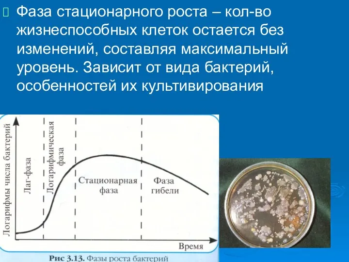 Фаза стационарного роста – кол-во жизнеспособных клеток остается без изменений, составляя