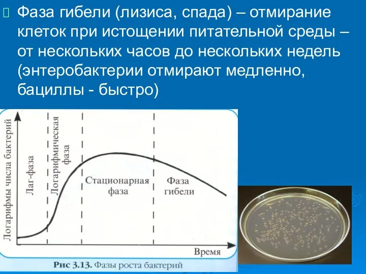 Фаза гибели (лизиса, спада) – отмирание клеток при истощении питательной среды