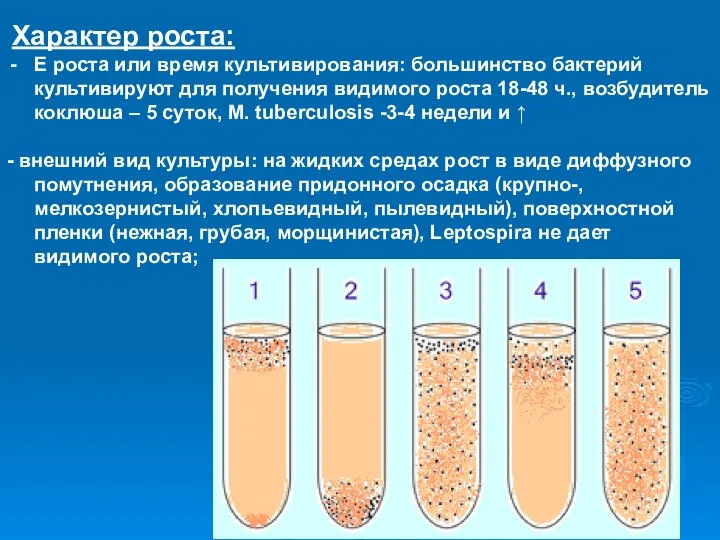 Характер роста: Е роста или время культивирования: большинство бактерий культивируют для