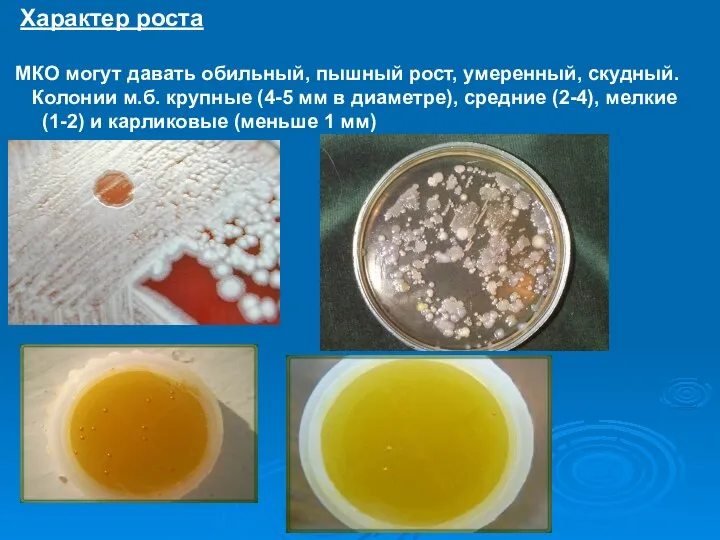 Характер роста МКО могут давать обильный, пышный рост, умеренный, скудный. Колонии