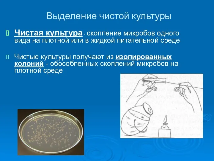 Выделение чистой культуры Чистая культура - скопление микробов одного вида на