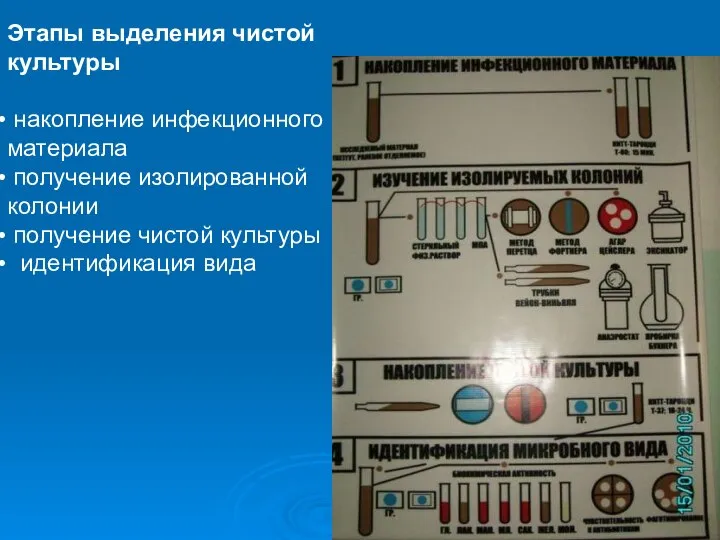 Этапы выделения чистой культуры накопление инфекционного материала получение изолированной колонии получение чистой культуры идентификация вида