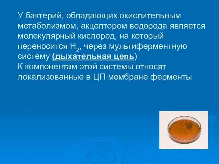 У бактерий, обладающих окислительным метаболизмом, акцептором водорода является молекулярный кислород, на