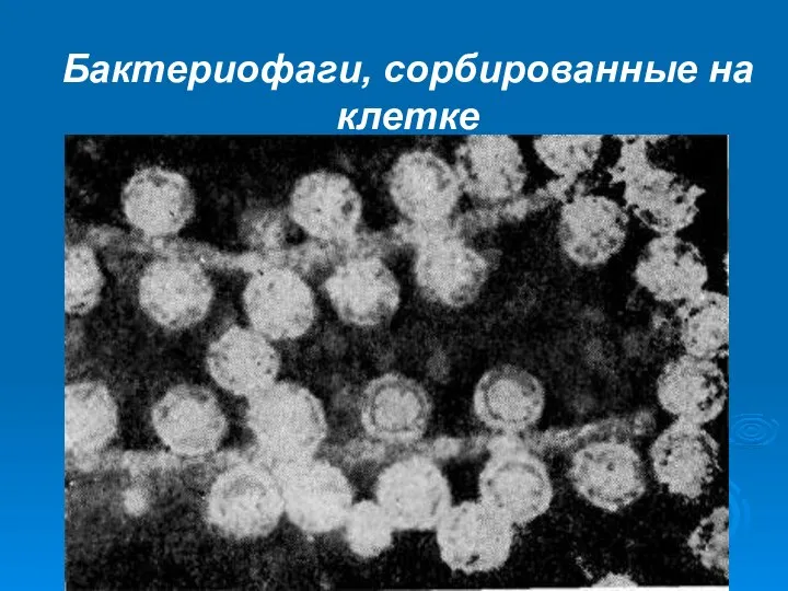 Бактериофаги, сорбированные на клетке