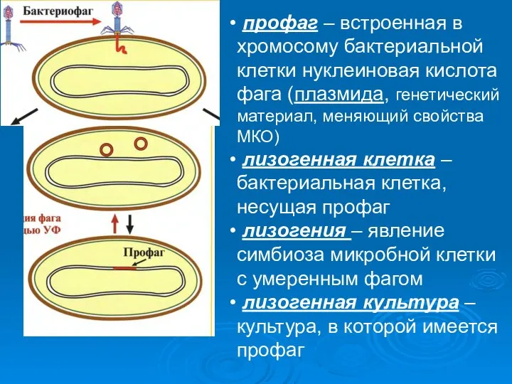 профаг – встроенная в хромосому бактериальной клетки нуклеиновая кислота фага (плазмида,