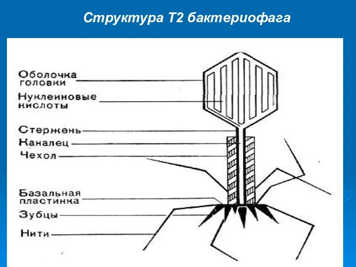 Структура Т2 бактериофага