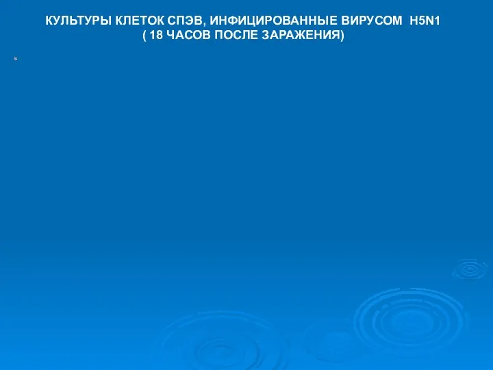 КУЛЬТУРЫ КЛЕТОК СПЭВ, ИНФИЦИРОВАННЫЕ ВИРУСОМ H5N1 ( 18 ЧАСОВ ПОСЛЕ ЗАРАЖЕНИЯ)