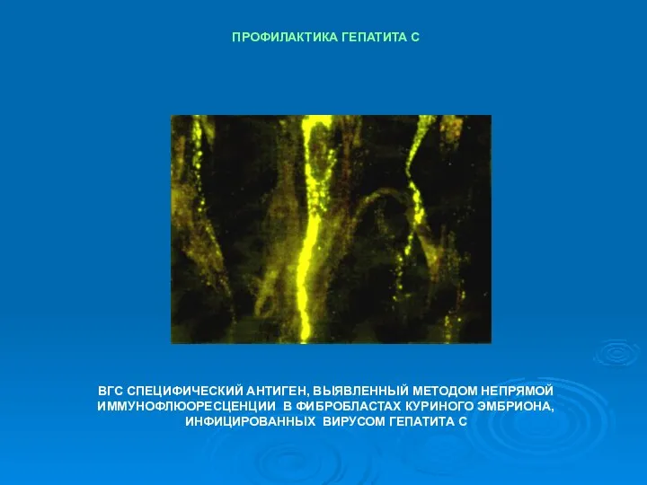 ВГС СПЕЦИФИЧЕСКИЙ АНТИГЕН, ВЫЯВЛЕННЫЙ МЕТОДОМ НЕПРЯМОЙ ИММУНОФЛЮОРЕСЦЕНЦИИ В ФИБРОБЛАСТАХ КУРИНОГО ЭМБРИОНА,