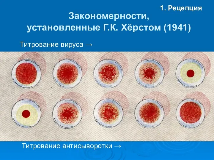 Закономерности, установленные Г.К. Хёрстом (1941) 1. Рецепция Титрование вируса → Титрование антисыворотки →