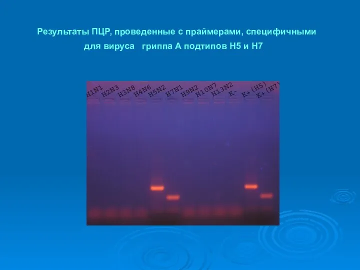 для вируса гриппа А подтипов Н5 и Н7 Результаты ПЦР, проведенные с праймерами, специфичными