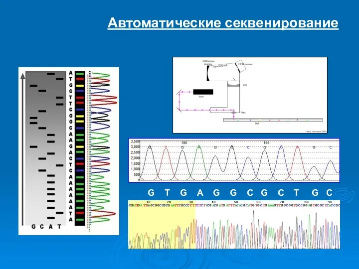 Автоматические секвенирование G T G A G G C G C T G C