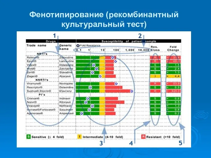 Фенотипирование (рекомбинантный культуральный тест)