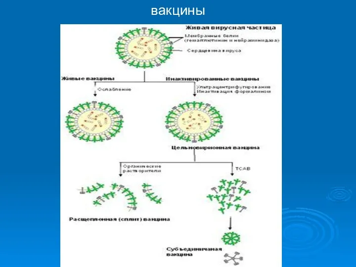 вакцины