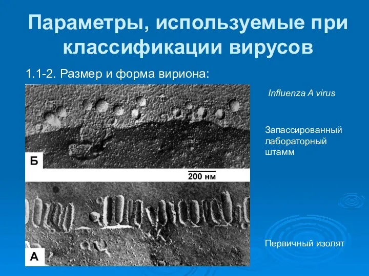 Параметры, используемые при классификации вирусов 1.1-2. Размер и форма вириона: Influenza