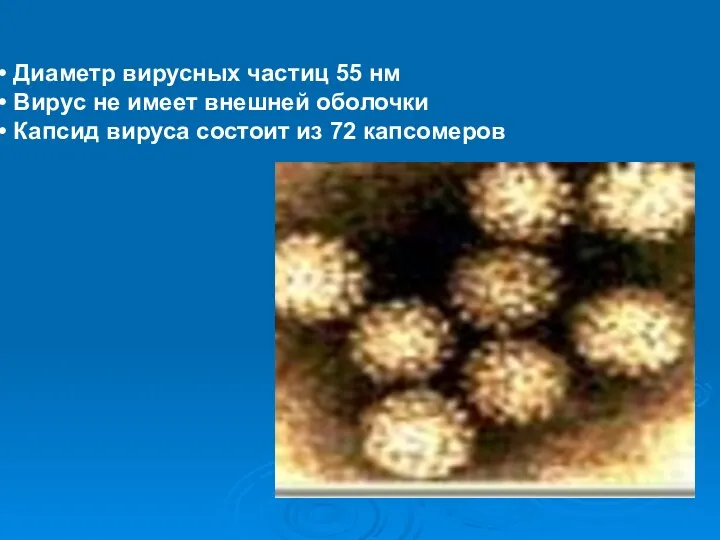 Диаметр вирусных частиц 55 нм Вирус не имеет внешней оболочки Капсид вируса состоит из 72 капсомеров