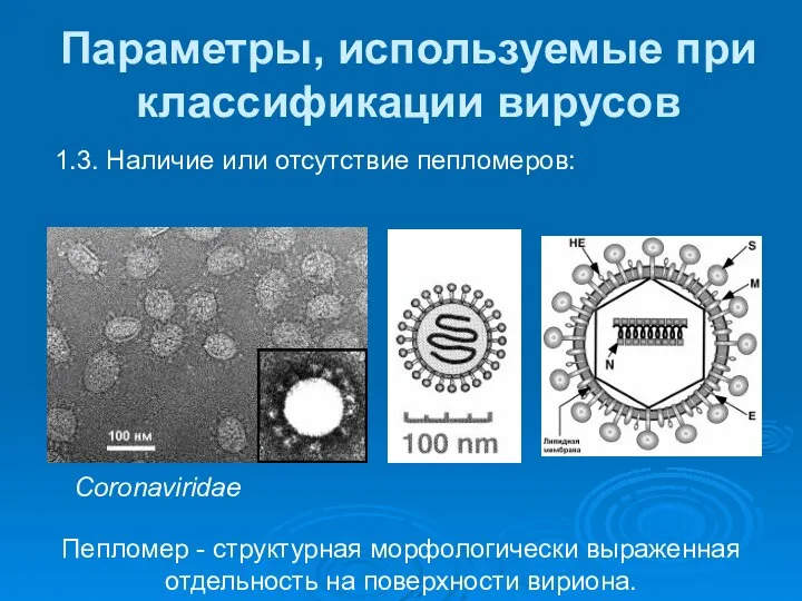 Параметры, используемые при классификации вирусов 1.3. Наличие или отсутствие пепломеров: Пепломер