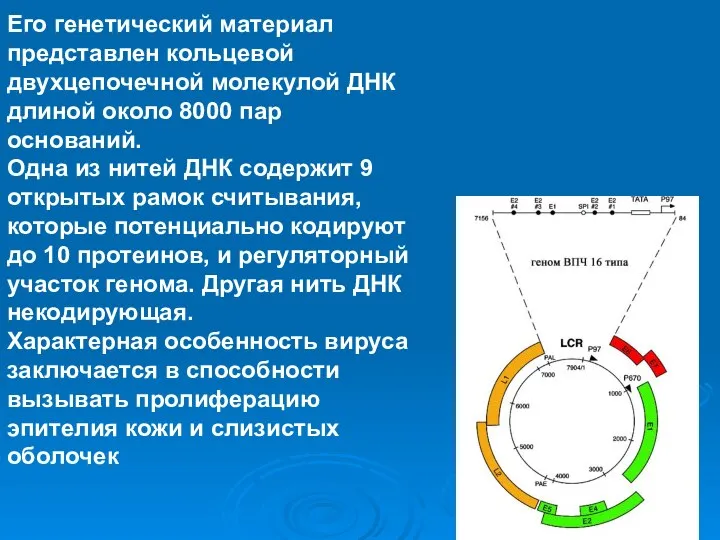 Его генетический материал представлен кольцевой двухцепочечной молекулой ДНК длиной около 8000