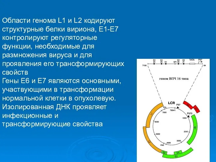 Области генома L1 и L2 кодируют структурные белки вириона, Е1-Е7 контролируют