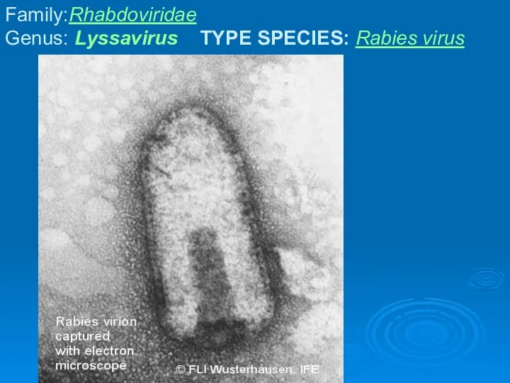 Family:Rhabdoviridae Genus: Lyssavirus TYPE SPECIES: Rabies virus