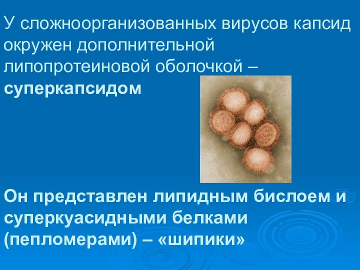 У сложноорганизованных вирусов капсид окружен дополнительной липопротеиновой оболочкой – суперкапсидом Он