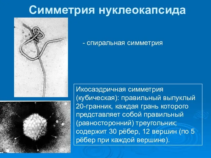 Симметрия нуклеокапсида - спиральная симметрия Икосаэдричная симметрия (кубическая): правильный выпуклый 20-гранник,