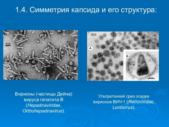 1.4. Симметрия капсида и его структура: Вирионы (частицы Дейна) вируса гепатита