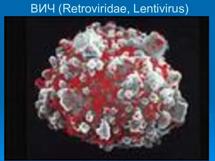 ВИЧ (Retroviridae, Lentivirus)